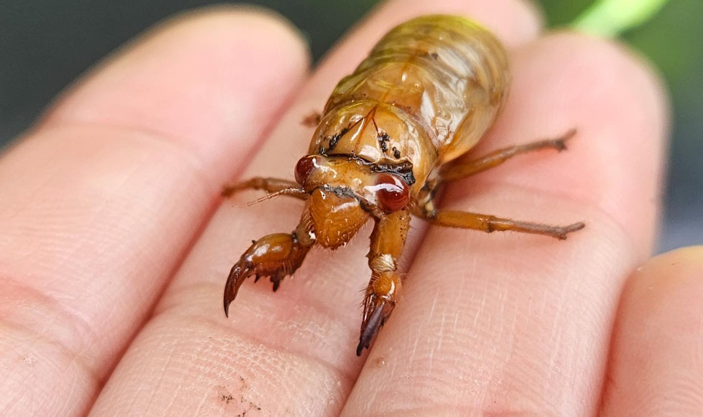 String Tree Kramer Cicada – Kramer Tree Specialists – Kramer Tree Specialists