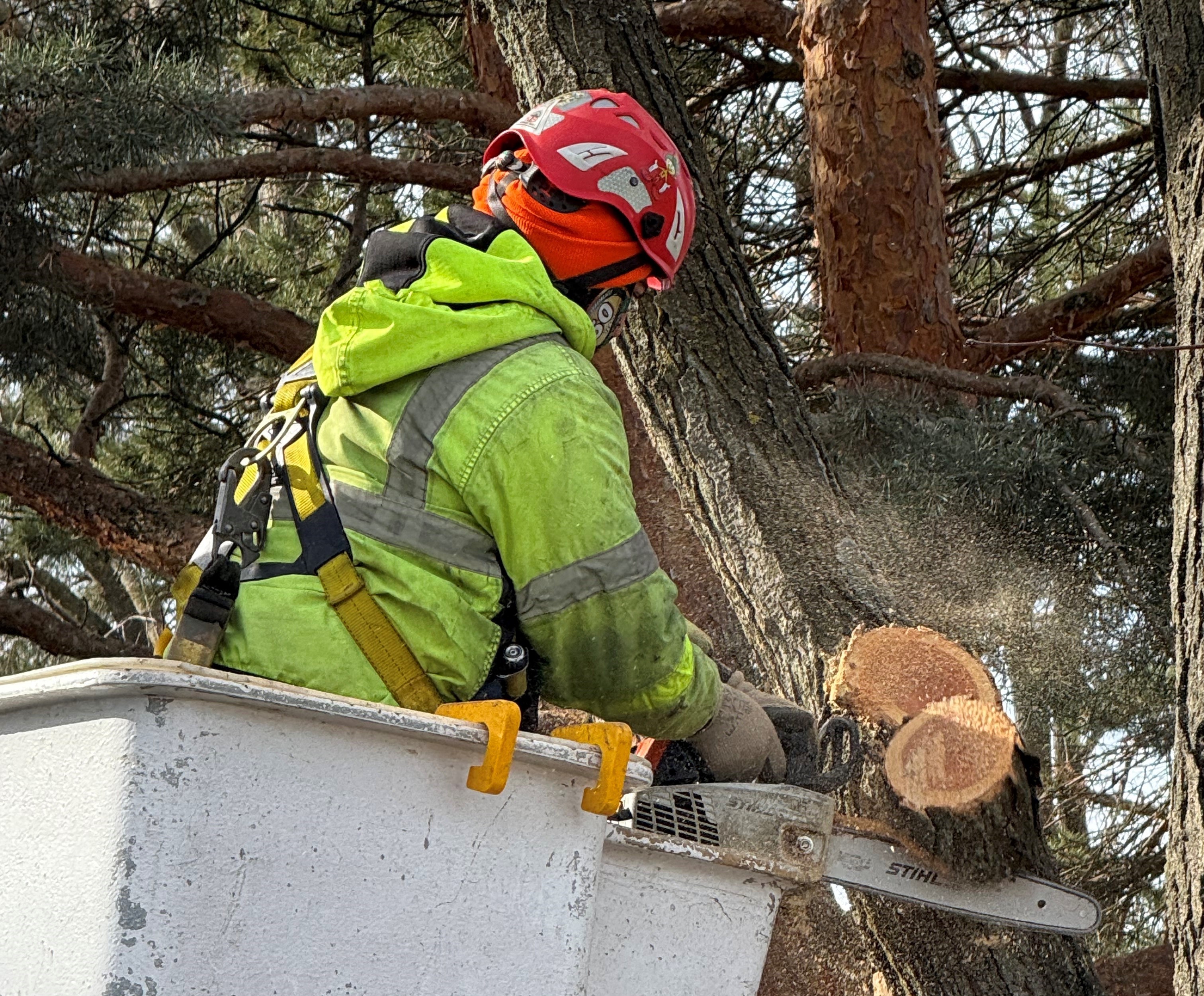 Tree Cutting Pic – Kramer Tree Specialists
