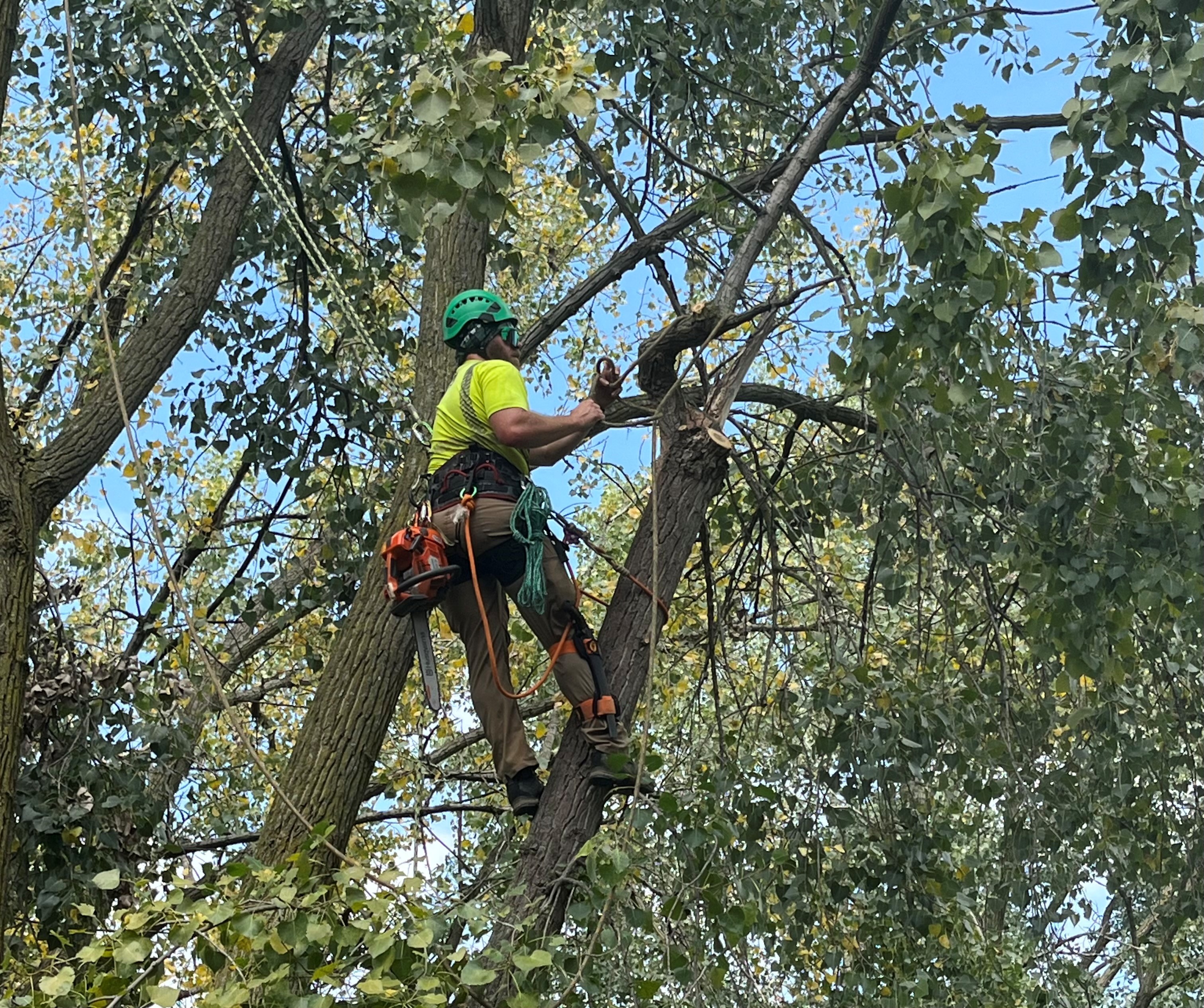 Tree Pruning – Kramer Tree Specialists
